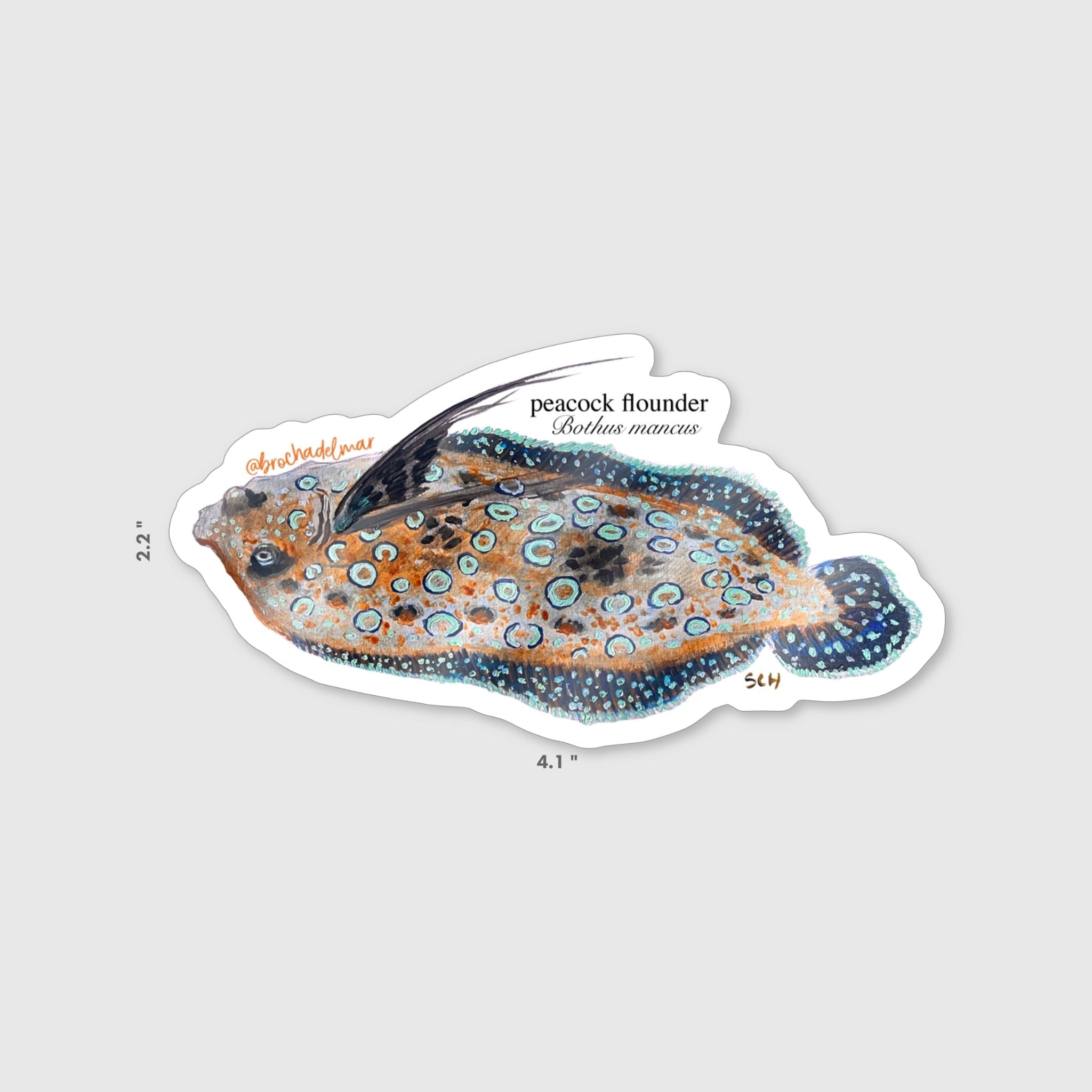 Peacock Flounder Sticker