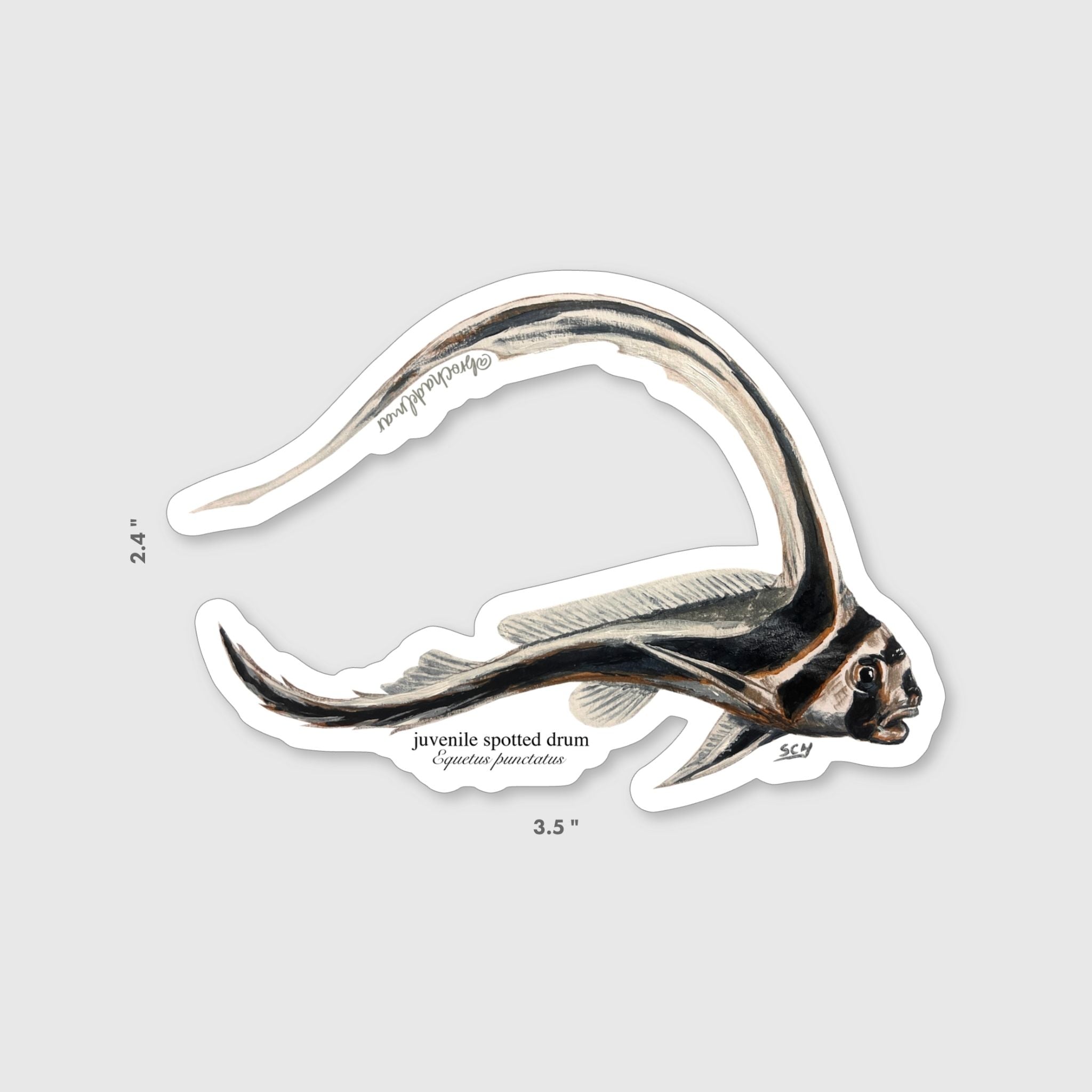 Juvenile Spotted Drum Sticker