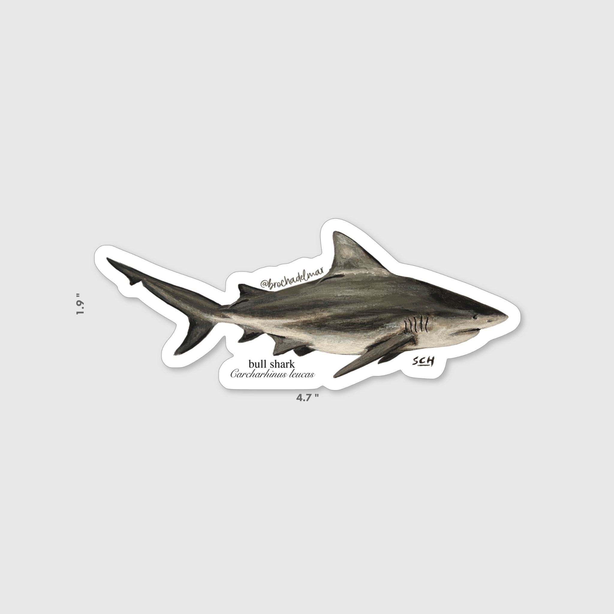 Bull Shark Sticker