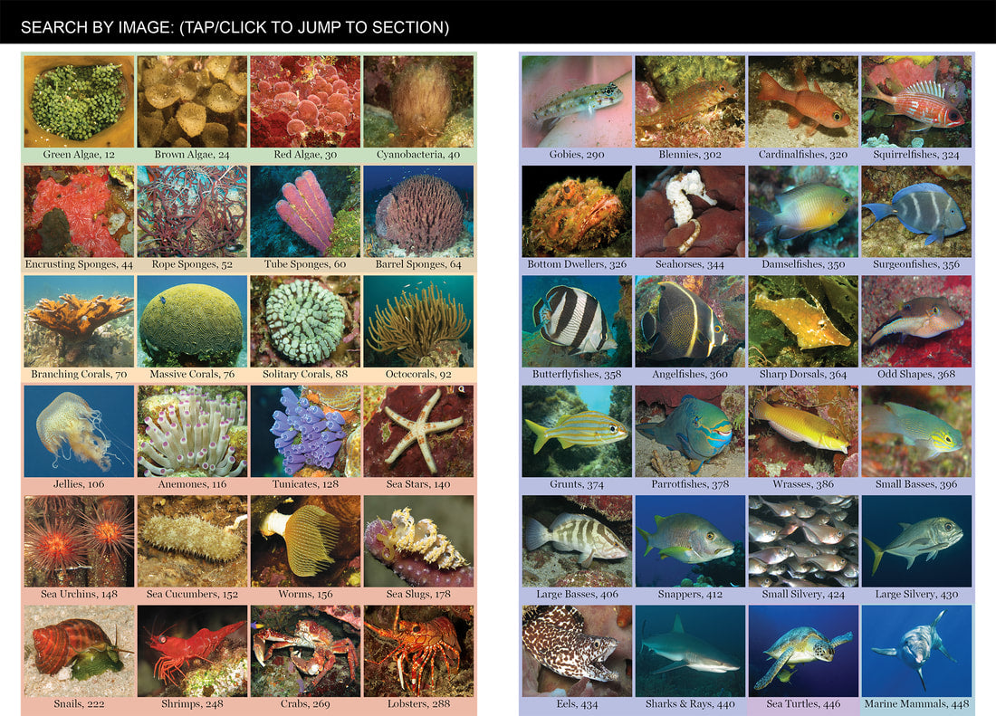 Caribbean Reef Life: A Field Guide for Divers