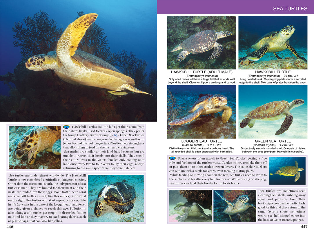 Caribbean Reef Life: A Field Guide for Divers