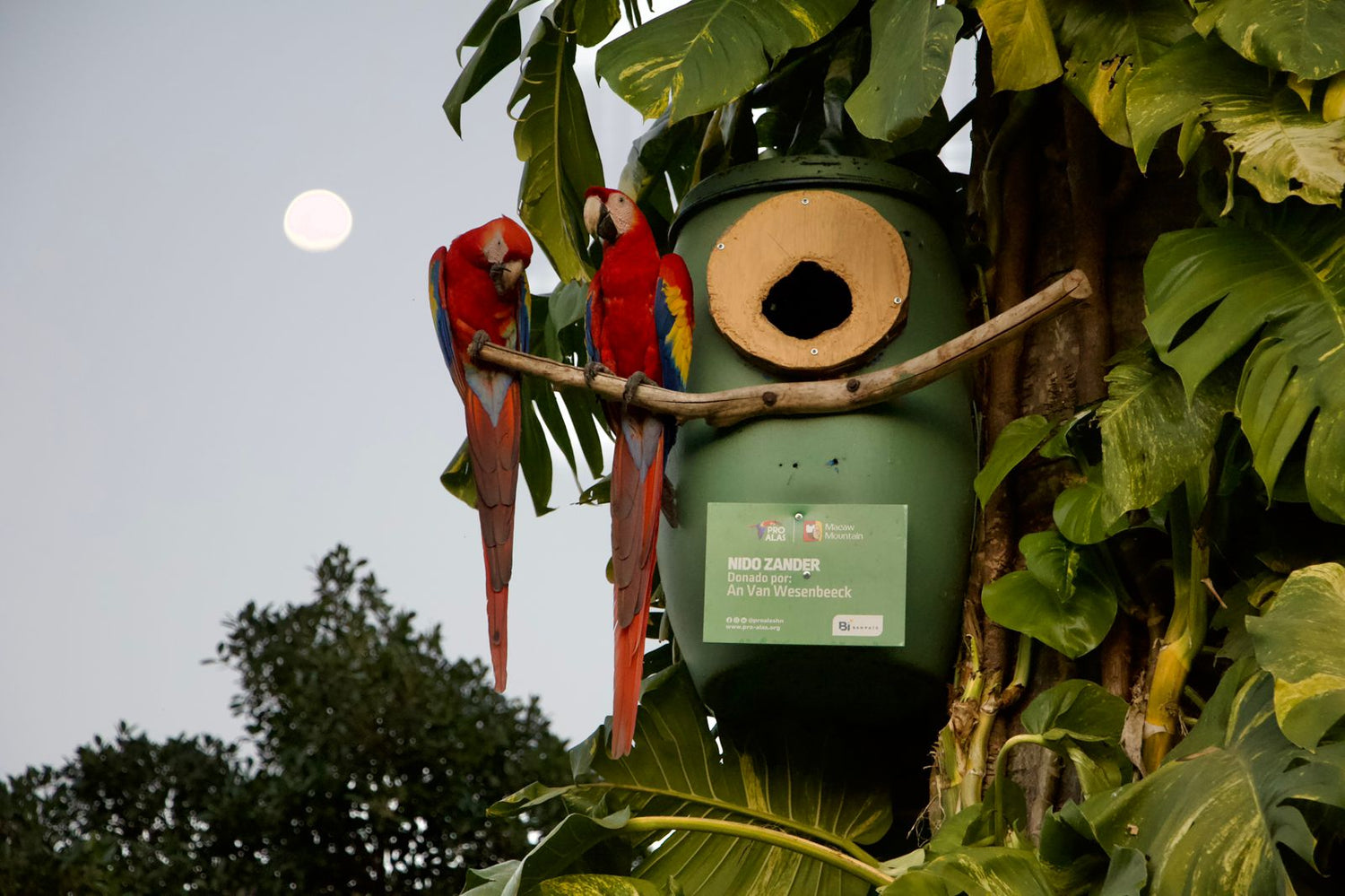 Return of the Scarlet Macaw to the Skies of Honduras