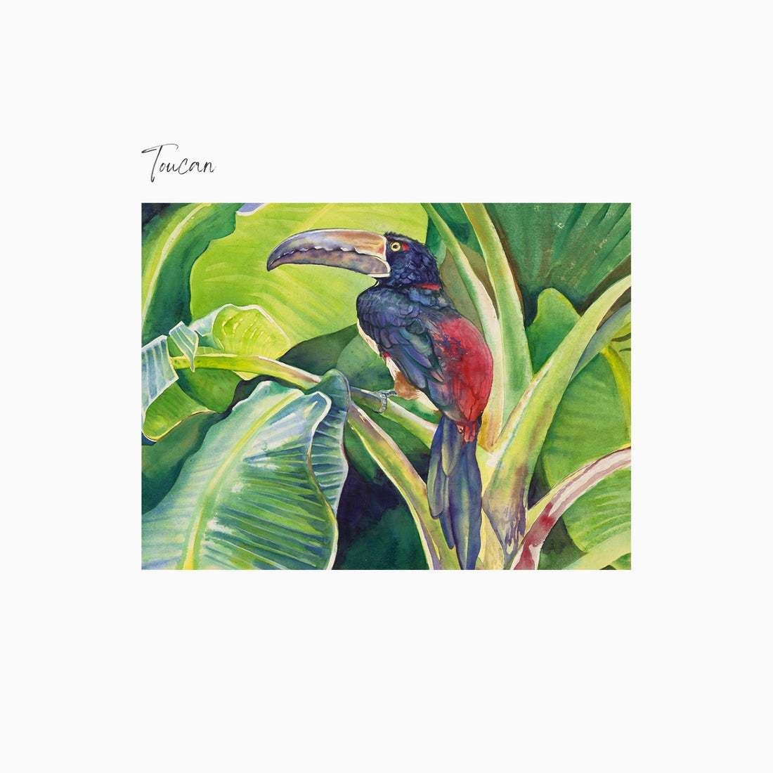 Toucan Art Print