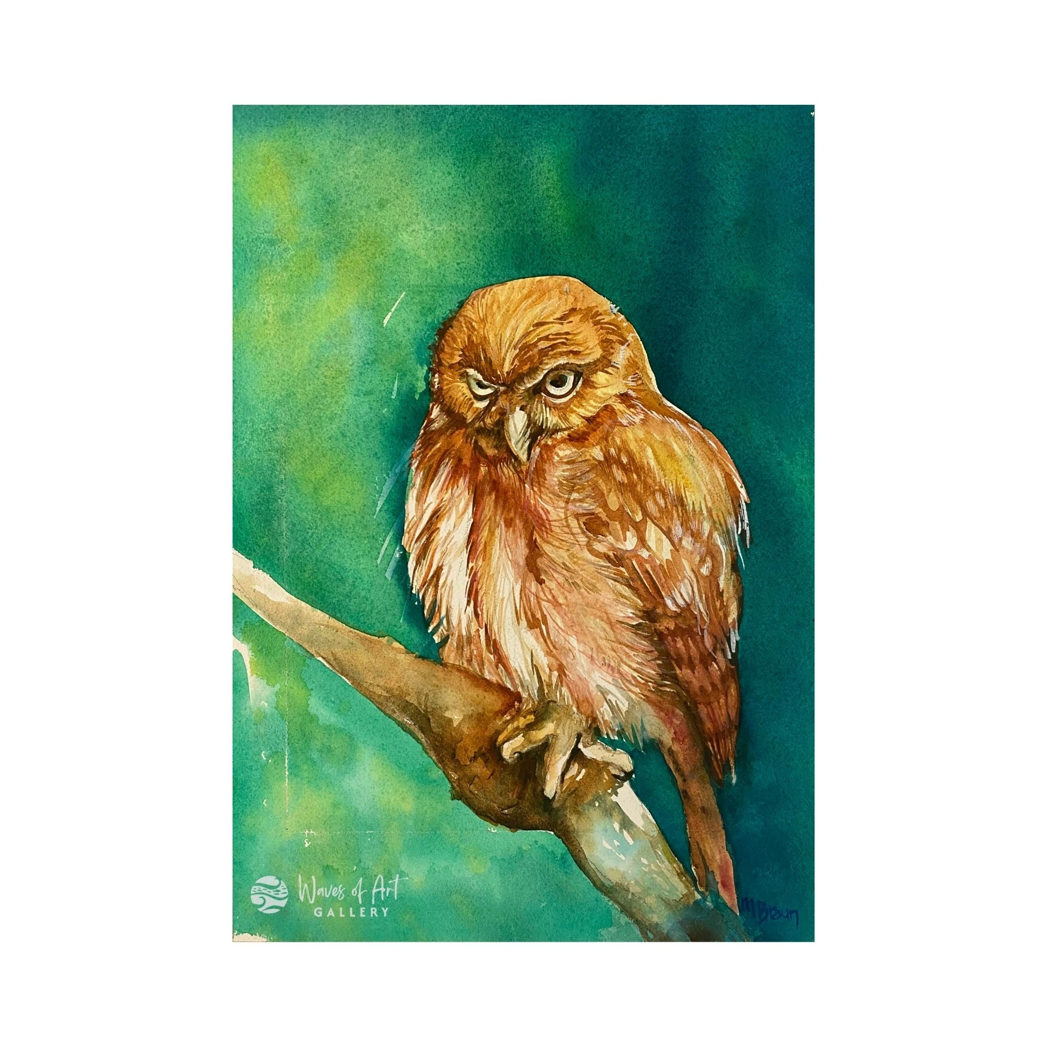 Pygmy Owl