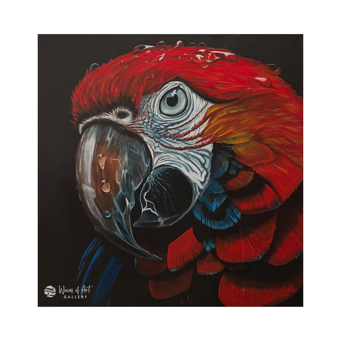 Macaw
