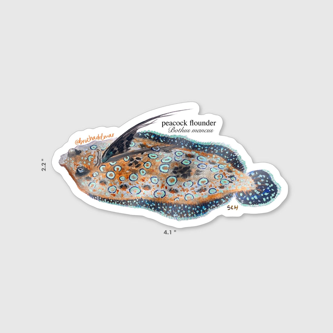 Peacock Flounder Sticker