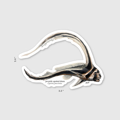Juvenile Spotted Drum Sticker