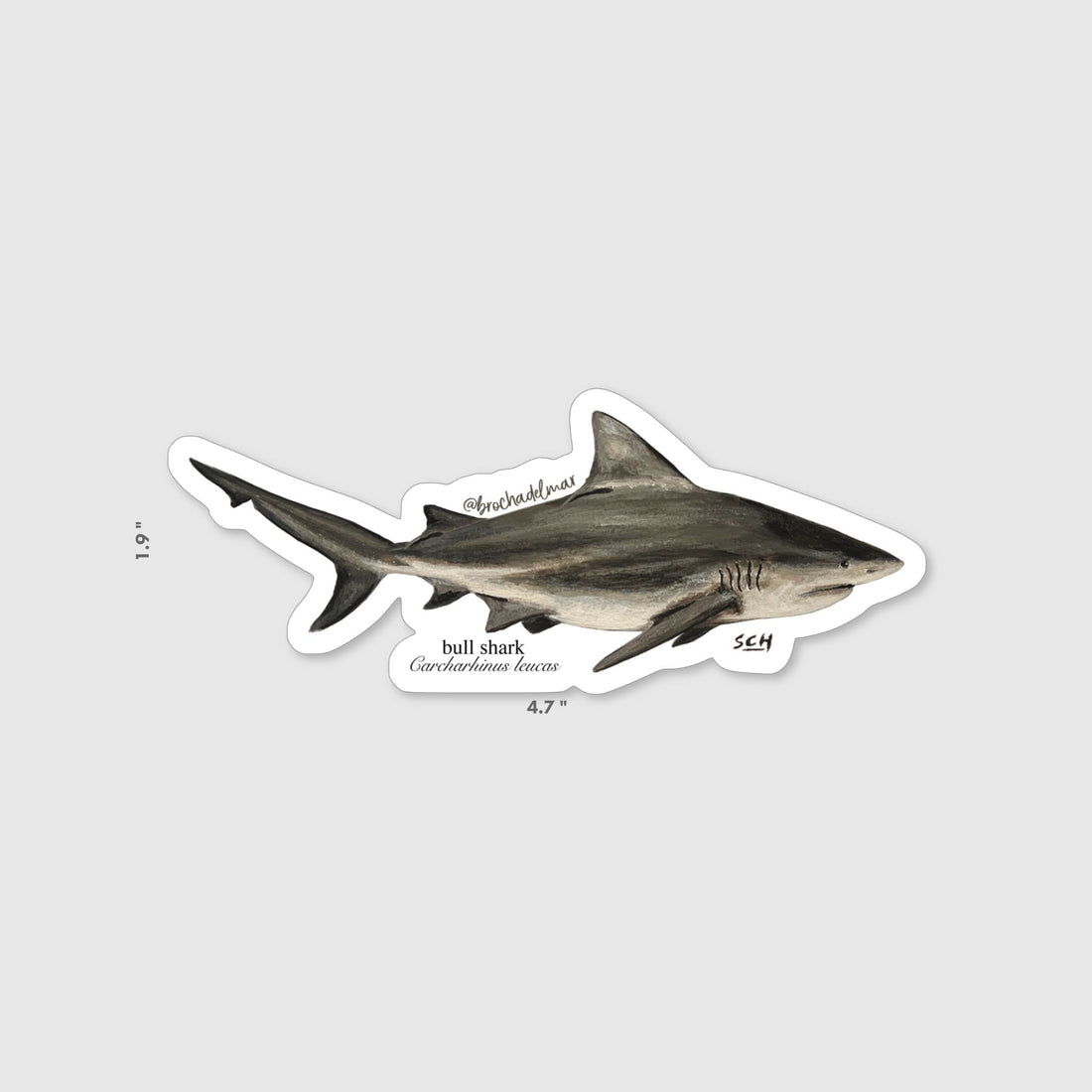 Bull Shark Sticker