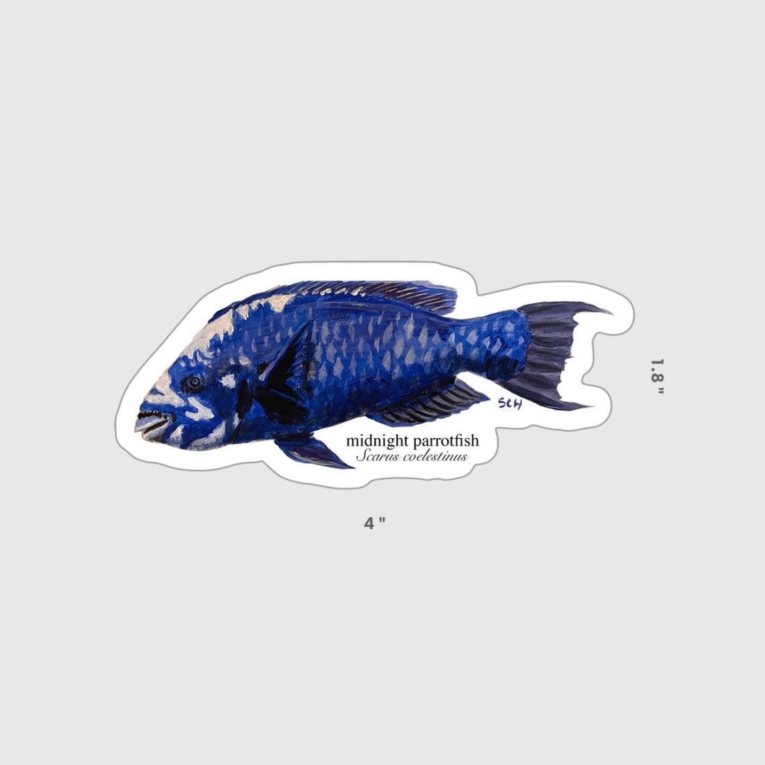 Midnight Parrotfish Sticker