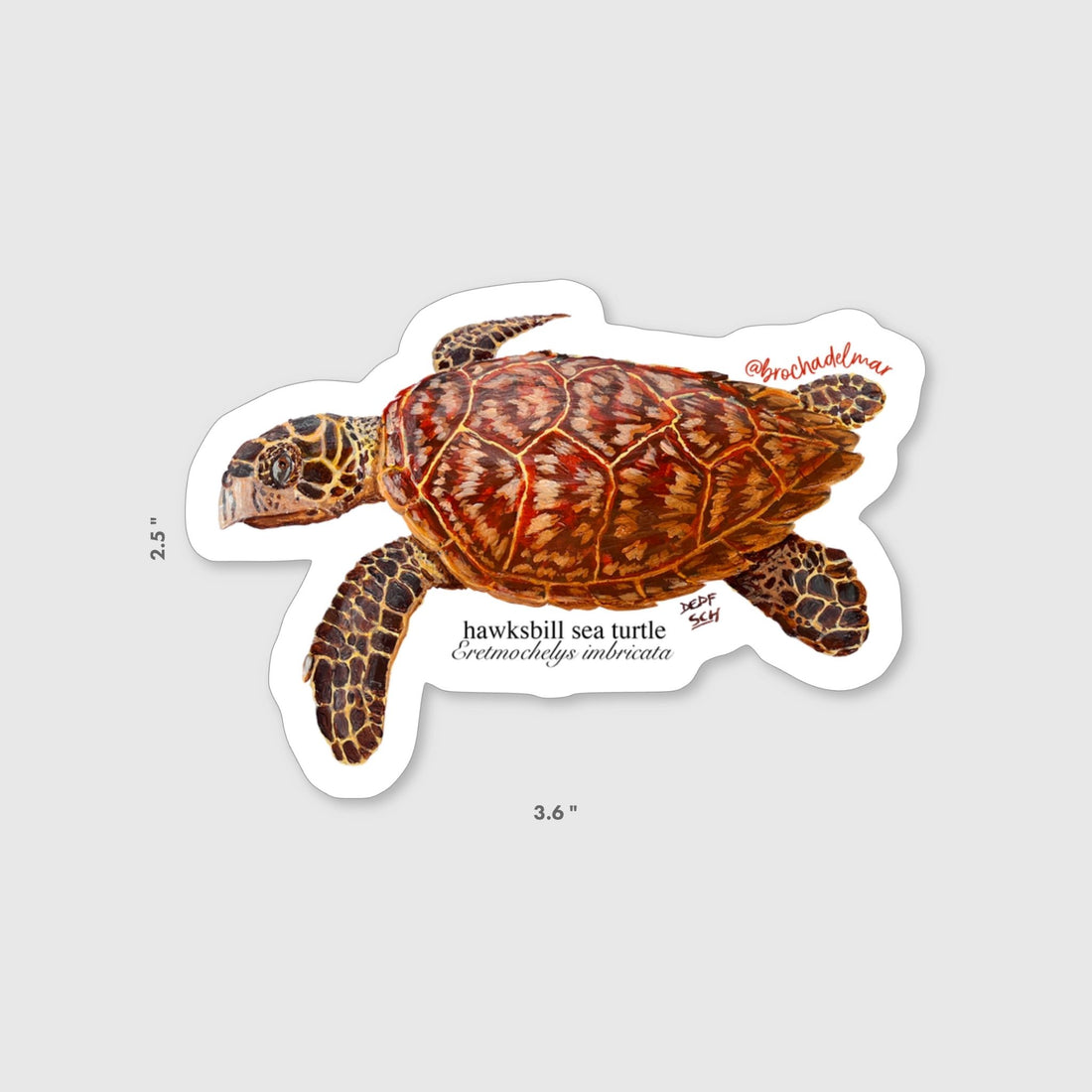 Hawksbill Sea Turtle