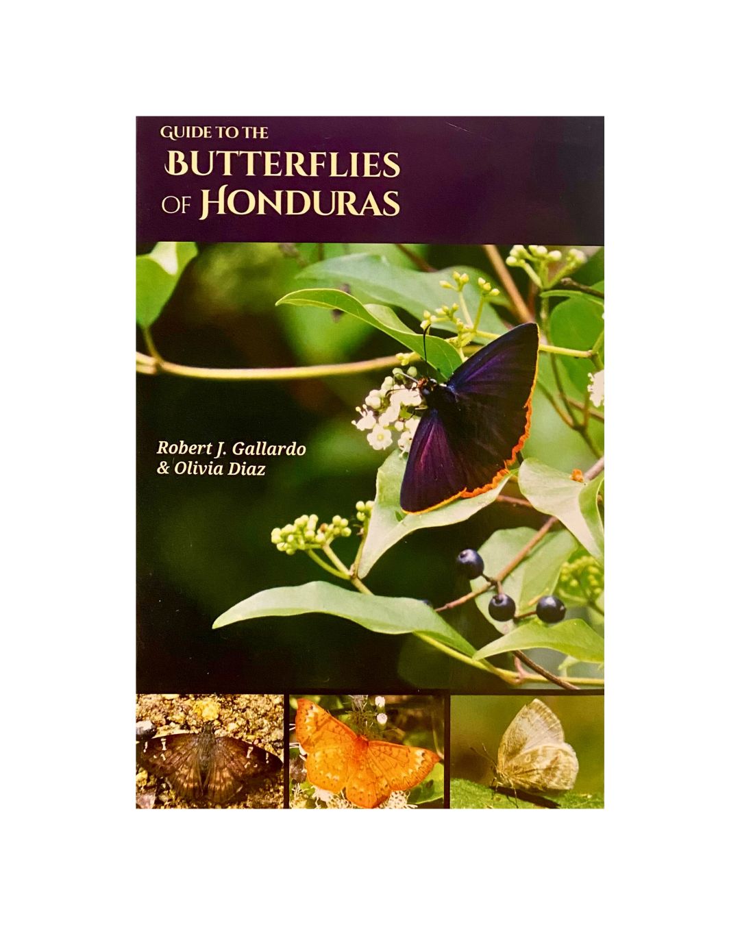 Guide to the Butterflies of Honduras