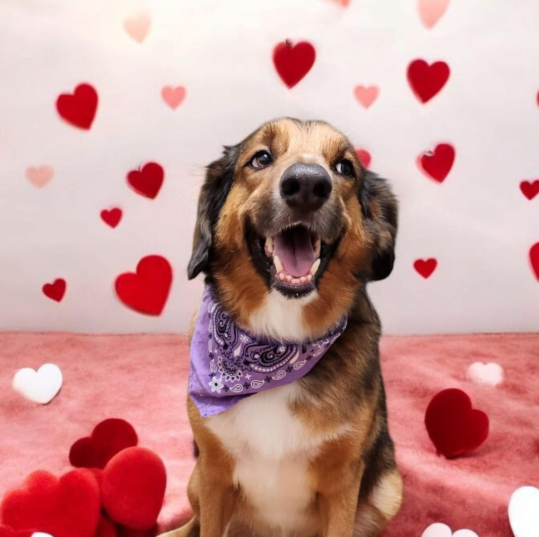Dog wearing a purple bandana with heart decorations on a pink background